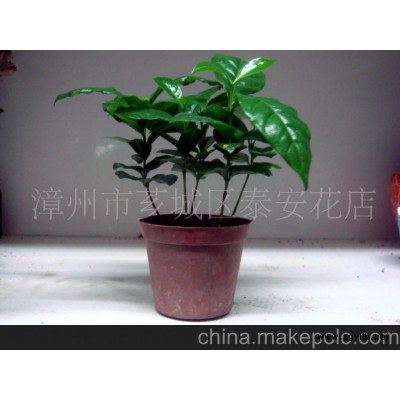 咖啡木微型盆景