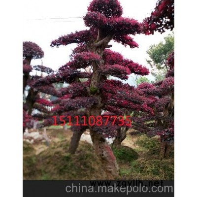10－60公分移栽欏木石楠 精品造型榆樹 多桿榆樹10－60公分