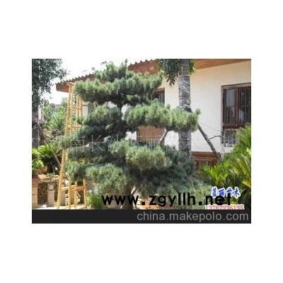 五針松造型盆景