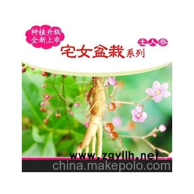 宅女盆栽]系列:土人參種子/藥材DIY種植/DIY盆栽植物/新奇特禮品
