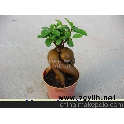 微型人參榕樹盆景