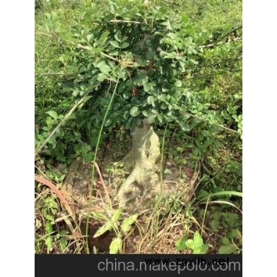 對節白蠟小盆景