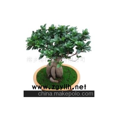 人參榕樹盆景