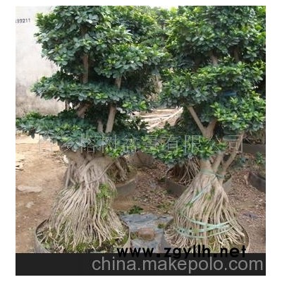 南安根榕樹盆景