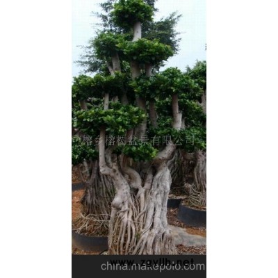 氣根榕樹盆景