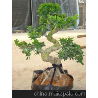 榕樹盆景-榕樹盆景