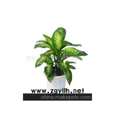 批發供應鮮花、盆栽花卉萬年青、花草盆景