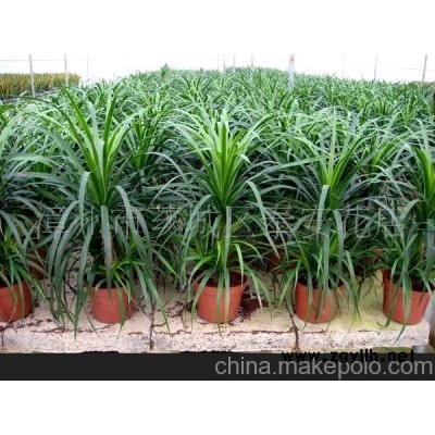 柳垂蘭樹木盆景