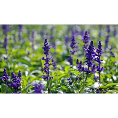 鼠尾草優質/鼠尾草基地直銷價格批發