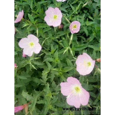 二月蘭，優(yōu)質(zhì)二月蘭基地直銷價(jià)格批發(fā)