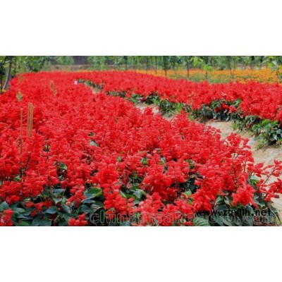 一串紅/優(yōu)質(zhì)一串紅基地直銷價(jià)格批發(fā)