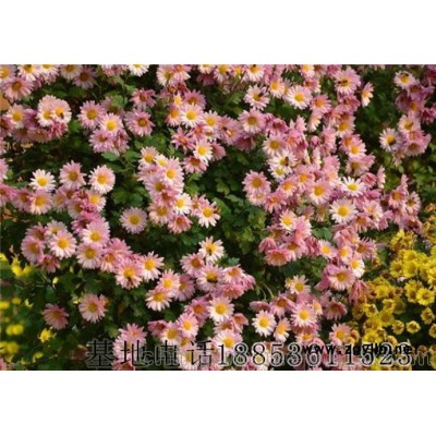 地被菊、優(yōu)質(zhì)地被菊基地直銷價(jià)格批發(fā)苗和種子