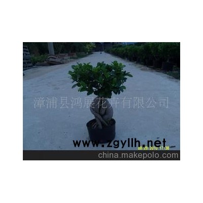 低價批發產地的1kg人參榕