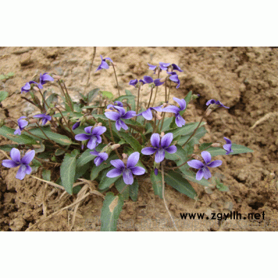 紫花地丁/優質紫地丁基地直銷價格批發