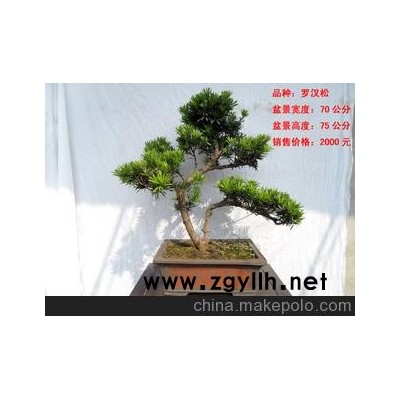 北京華殷苑盆景園銷售租擺羅漢松樹樁盆景