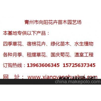 湖北太陽花種植基地批發(fā)價(jià)格薄利多銷