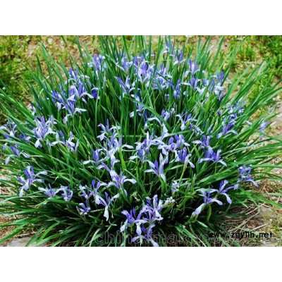 馬蘭花/優質馬蘭花基地直銷價格批發