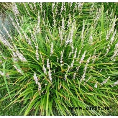 麥冬草/優(yōu)質(zhì)麥冬草基地直銷價(jià)格批發(fā)