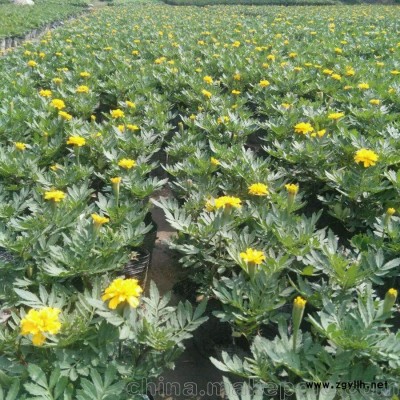 孔雀草/優(yōu)質(zhì)孔雀草基地直銷價(jià)格批發(fā)