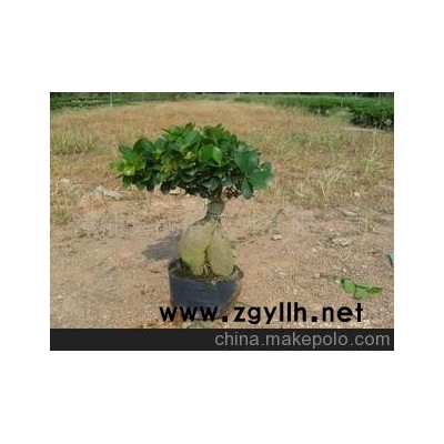 低價批發產地的750g人參榕