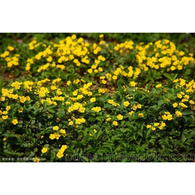 三葉委凌菜優質/委凌菜基地直銷價格批發