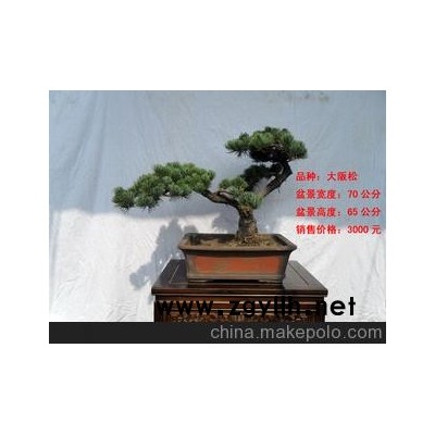 北京華殷苑盆景園銷售大阪松樹樁樹木盆景