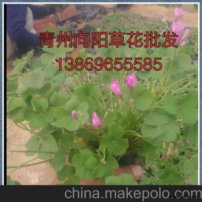 甘肅三葉委陵菜種植基地批發價格薄利多銷
