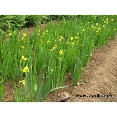 黃菖蒲、優質黃菖蒲基地直銷價格批發