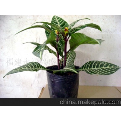 銀麥（又名黃霞花）