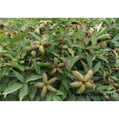 菏澤油用牡丹苗基地