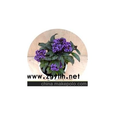 批發供應鮮花、盆栽花卉香水草、花草盆景