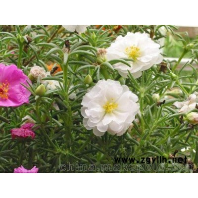 半枝蓮、優(yōu)質(zhì)半枝蓮基地直銷價(jià)格批發(fā)