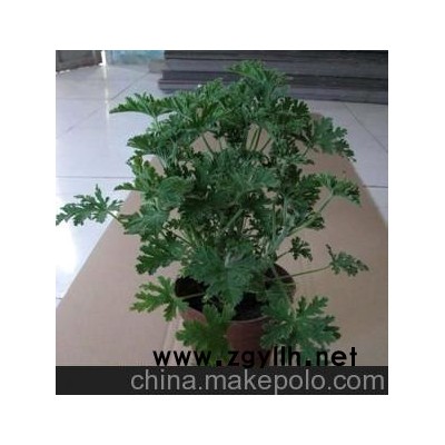 迷你植物 驅蚊草 盆栽 苗子 夏天驅蚊好幫手