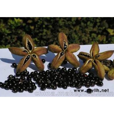 菏澤油用牡丹苗價格