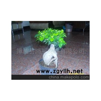 低價批發產地的500g人參榕