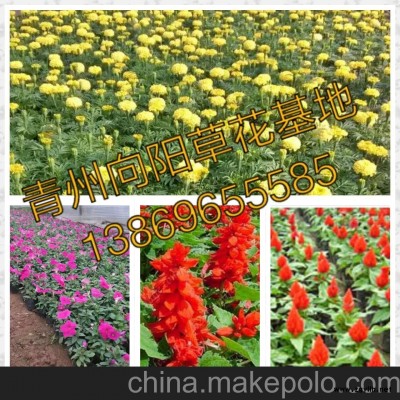 濟南地被菊種植基地批發價格薄利多銷