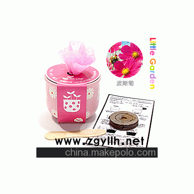 花卉盆栽，DIY盆栽，迷你植物