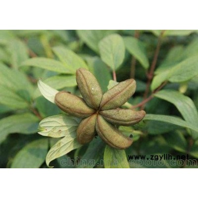 山東油用牡丹苗批發