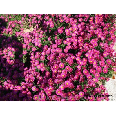 荷蘭菊/優質荷蘭菊基地直銷價格批發