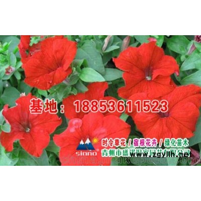 草花，宿根花卉花卉基地，各類花草直銷批發(fā)