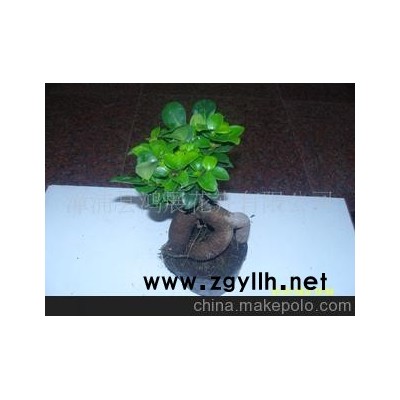 低價批發原產地的250g人參榕