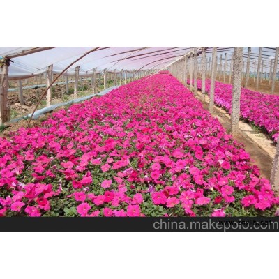 粉紅矮牽牛