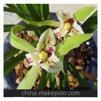 廈門現(xiàn)貨 蘭花 蓮瓣蘭 奇花 玉龍彩蝶 促銷價(jià)50元/苗