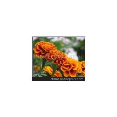 供應江蘇萬壽菊 萬壽菊價格  揚州廣陵維特園藝花卉中心