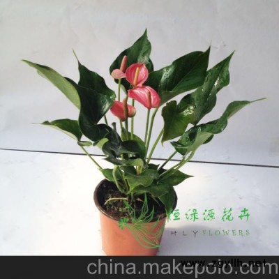 批發(fā)觀花植物小盆栽適合辦公室養(yǎng)眼商務(wù)環(huán)境綠化布置（140）粉掌