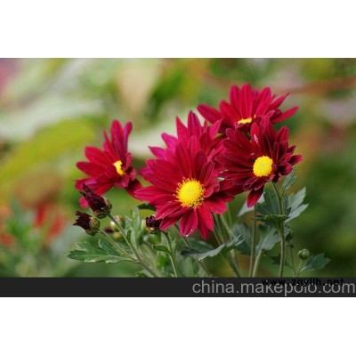 供應(yīng)荷蘭菊