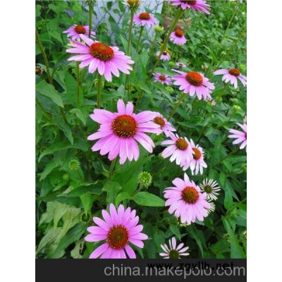 云南松果菊種植基地《誠信商戶》