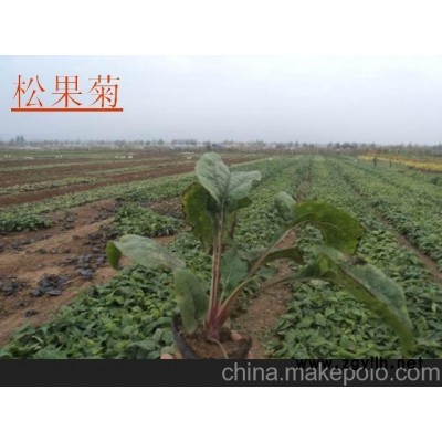 海南省紫葉小檗價格