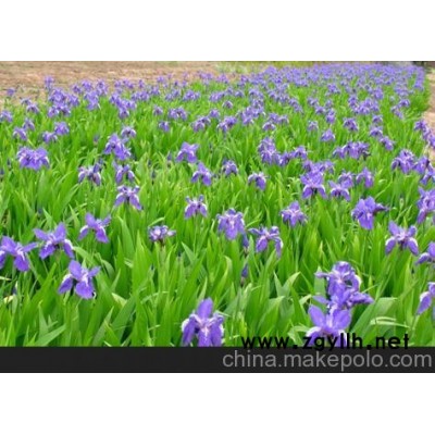 一諾佳誠園林綠化提供宿根花卉