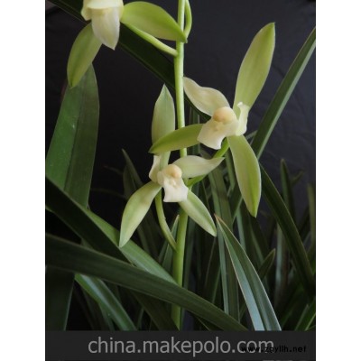 廈門現(xiàn)貨 建蘭水晶 鐵骨水晶 40元/苗